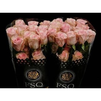 Freshy Rose à grandes fleurs “Novia” | Couleur: Rose | Longueur ± 60 centimètre | Origine Équateur | Par 20 fleurs fraîches