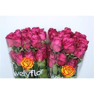 Freshy Roses “Blue Berry” | Couleur: Fuchsia | Longueur ± 60 centimeter | Par 25 roses
