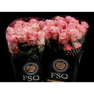 Freshy Grootbloemige Roos “Rhoslyn” | Kleur: Roze | Lengte ± 50 centimeter | Herkomst Ecuador | Per 20 verse bloemen