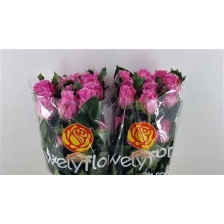 Freshy Rosen “Breathless” | Farbe: Rosa | Länge ± 60 centimeter | Pro 25 Rosen