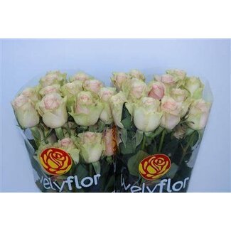 Freshy Roses “Frutetto” | Couleur: Rose | Longueur ± 60 centimeter | Par 25 roses