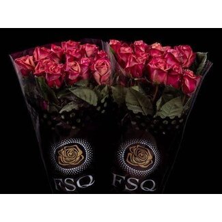 Freshy Großblütige Rose “Purple Barista” | Farbe: Rosa | Länge ± 60 centimeter | Herkunft Ecuador | Pro 20 frische Blumen