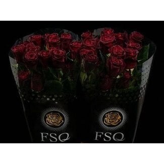 Freshy Großblütige Rose “Black Baccara” | Farbe: Rot | Länge ± 50 centimeter | Herkunft Ecuador | Pro 20 frische Blumen