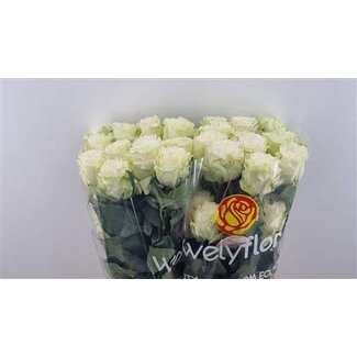 Freshy Rosen “Cotton Xpression” | Farbe: Weiß | Länge ± 50 centimeter | Pro 25 Rosen