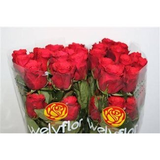 Freshy Roses “Altamira” | Colour: Red | Length ± 60 centimetre | Per 25 roses