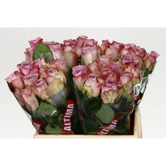 Freshy Rosa Memory Lane
