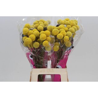 Freshy Craspedia Paint Pop