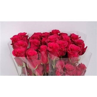 Freshy Roos “Jacaranda” | Kleur: Roze | Lengte ± 60 centimeter | Per 25 verse bloemen