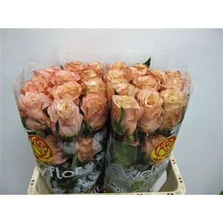 Freshy Rosen “Shimmer” | Farbe: Rosa | Länge ± 70 centimeter | Pro 25 Rosen