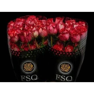 Freshy Rose grandiflore “Iguazu” | Couleur: Rose Rouge | Longueur ± 60 centimeter | Origine Équateur | Par 20 fleurs fraîches