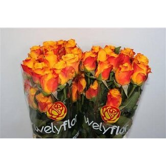 Freshy Rozen “Intense” | Kleur: Geel Oranje | Lengte ± 40 centimeter | Per 25 rozen