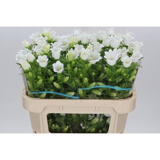 Freshy Campanula Moyen “Champion White” | Couleur: Blanc | Longueur ± 70 centimeter | Par 10 tiges de fleurs fraîches
