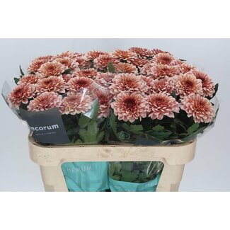 Freshy Déco Chrysanthème Chrysanthème “Pip Salmon” | Couleur: Orange | Longueur ± 70 centimeter | Par 10 fleurs fraîches