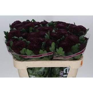 Freshy Deko Chrysanthemum Chrysantheme “Poker” | Farbe: Bordeaux Rot | Länge ± 70 centimeter | Pro 10 frische Blumen