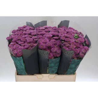 Freshy Chrysantheme Chrysant Santini “Ellison Pink” | Farbe: Lila | Länge ± 55 centimeter | Pro 25 Stiele frische Blumen