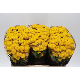 Freshy Chrysanthème Chrysanthème Santini “Aurinko” | Couleur: Jaune | Longueur ± 55 centimeter | Par 25 tiges de fleurs fraîches