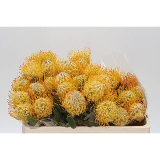 Freshy Leucospermum Nutans “Conocar Goldie” | Couleur: Jaune | Longueur ± 50 centimeter | Par 10 fleurs fraîches