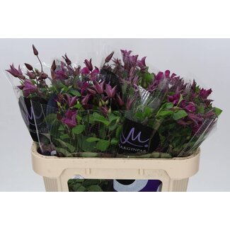 Freshy Clématite “Amazing Kyiv” | Couleur: Rose | Longueur ± 70 centimeter | Par 10 tiges de fleurs fraîches