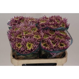 Freshy Deko Chrysantheme Chrysantheme “Baltazar Intense” | Farbe: Lila | Länge ± 70 centimeter | Pro 10 frische Blumen