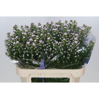 Freshy Aster hollandais “Claudia” | Couleur: Violet | Longueur ± 75 centimeter | Par 25 fleurs fraîches