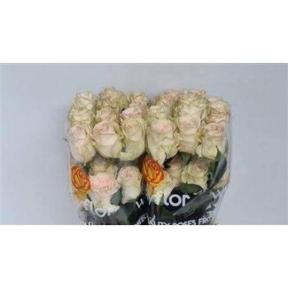 Freshy Roses “Priority” | Couleur: Blanc Rose | Longueur ± 50 centimeter | Par 25 roses
