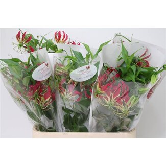 Freshy Gloriosa Rothschildiana Prunklilie | Farbe: Rot | Länge ± 90 centimeter | Pro 5 frische Blumen