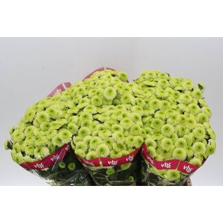 Freshy Chrysanthemum Chrysant Santini “Bumper” | Couleur: Vert | Longueur ± 55 centimeter | Par 25 tiges fleurs fraîches