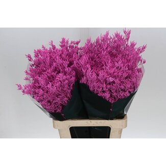 Freshy Limonium farbbehandelt “Skylight” | Farbe: kirschfarben | Länge ± 70 centimeter | Pro 25 Stiele frische Blumen