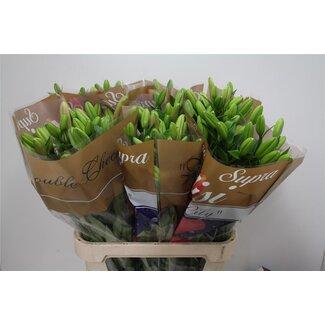 Freshy Lys Longiflorum x Lys asiatique Aqua “Brindisi” | Couleur: Rose | Longueur ± 90 centimeter | Par 10 tiges de fleurs fraîches