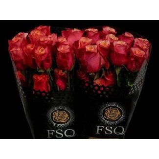Freshy Großblütige Rose “Bogart” Größe XL | Farbe: Rosa Rot | Länge ± 70 centimeter | Herkunft Ecuador | Pro 20 frische Blumen