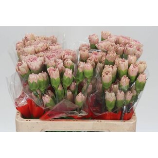 Freshy Kurze Nelke “Creola” | Farbe: Weiß Rosa | Länge ± 55 centimeter | Pro 20 frische Blumen