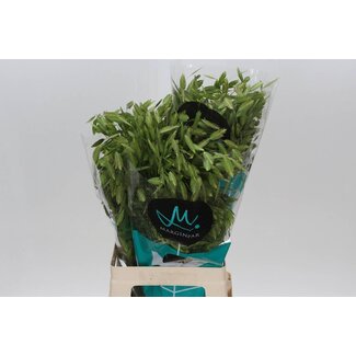 Freshy Chasmanthium Latifolium | Farbe: Grün | Länge ± 70 centimeter | Pro 50 frische Blumen
