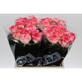 Freshy Roses “Jumilia” | Couleur: Blanc Rose | Longueur ± 60 centimètre | Par 10 roses