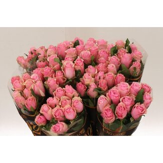 Freshy Rosen “Celeb” | Farbe: Rosa | Länge ± 60 centimeter | Pro 10 Rosen