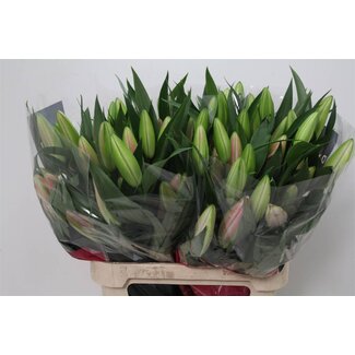 Freshy Lerie Oriental x Trompet Lelie “Dalian” | Farbe: Rot | Länge ± 90 centimeter | Pro 10 Stiele frische Blumen
