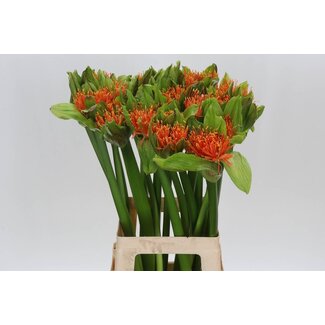 Freshy Scadoxus Multiflorus “Flame” | Kleur: Oranje | Lengte ± 70 centimeter | Per 5 verse bloemen