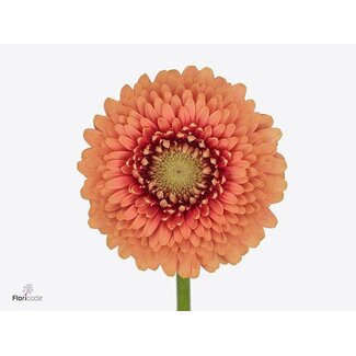 Freshy Gerbera Pomponi Mi Aqua “Zenna M” | Couleur: Orange | Longueur ± 50 centimeter | Par 20 fleurs fraîches