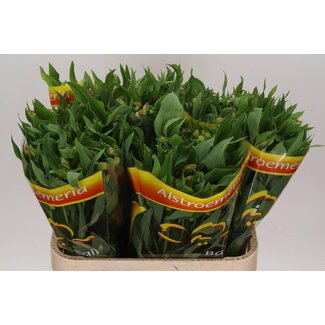 Freshy Alstroemeria “Bali” | Kleur: Geel | Lengte ± 75 centimeter | Per 10 stelen verse bloemen