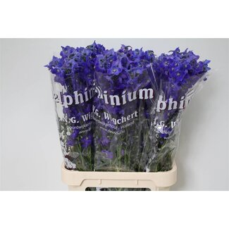 Freshy Delphinium Elatum “Atlantis” | Couleur: Bleu | Longueur ± 90 centimeter | Par 10 tiges de fleurs fraîches
