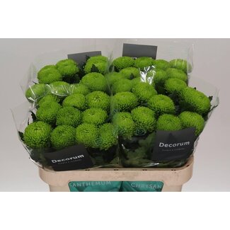 Freshy Déco Chrysanthème Chrysanthème “Alemani” | Couleur: Vert | Longueur ± 70 centimeter | Par 10 fleurs fraîches