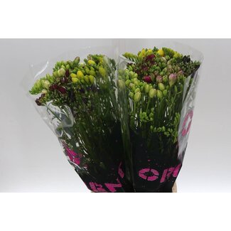 Freshy Doppelblütige Freesie Gemischt | Farbe: Gemischte Farben | Länge ± 54 centimeter | Pro 50 frische Blumen