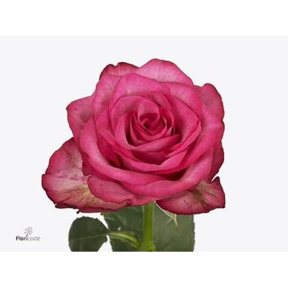 Freshy Rose à grandes fleurs “Lola” | Couleur: Rose | Longueur ± 40 centimeter | Origine Ecuador | Par 20 fleurs fraîches