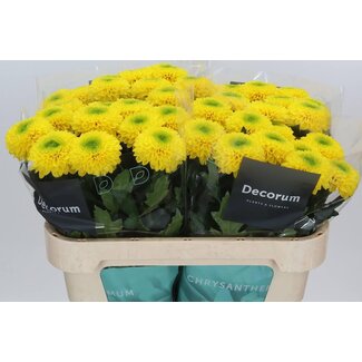 Freshy Deko Chrysanthemum Chrysantheme “Brasiliana” | Farbe: Gelb | Länge ± 70 Zentimeter | Pro 10 frische Blumen