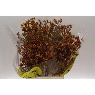 Freshy Anigozanthos Kängurufuß “Orange Velvet” | Farbe: Orange | Länge ± 80 centimeter | Pro 20 frische Blumen
