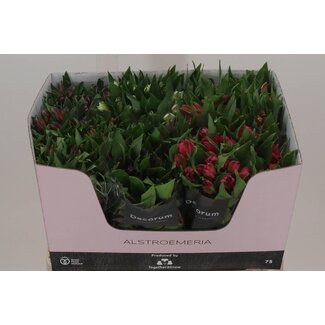 Freshy Alstroemeria Gemischt Import Äthiopien | Farbe: Gemischte Farben | Länge ± 75 centimeter | Pro 30 Stiele frische Blumen