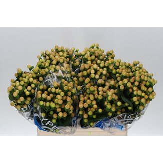 Freshy Hypericum Johanniskraut “Coco Gelato” | Farbe: Braun | Länge ± 60 centimeter | Pro 20 frische Blumen