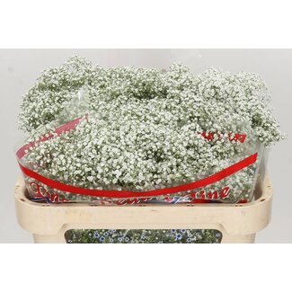 Freshy Gypsophila Paniculata Schleierkraut “Million Star” | Farbe: Weiß | Länge ± 70 centimeter | Pro 25 Stielen frische Blumen