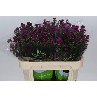 Freshy Aster “Flash” | Kleur: Farbe Lila | Lengte ± 70 centimeter | Per 25 stelen verse bloemen