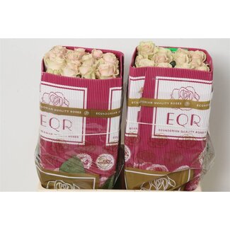 Freshy Großblütige Rose “Pink Mondial” | Farbe: Rosa | Länge ± 50 centimeter | Herkunft Ecuador | Pro 25 frische Blumen