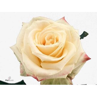 Freshy Großblütige Rose “Mamma Mia” | Farbe: Weiß Gelb | Länge ± 50 centimeter | Herkunft Ecuador | Pro 20 frische Blumen